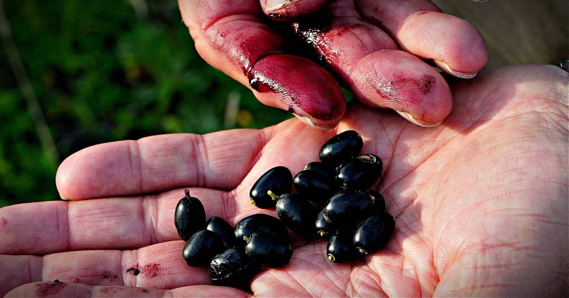 variétés-santé-nouvelles-huile-d'olives-sauvages-mieux-pour-abaisser-la-tension-arterielle-les-chercheurs-trouvent-l'huile-d'olive-temps