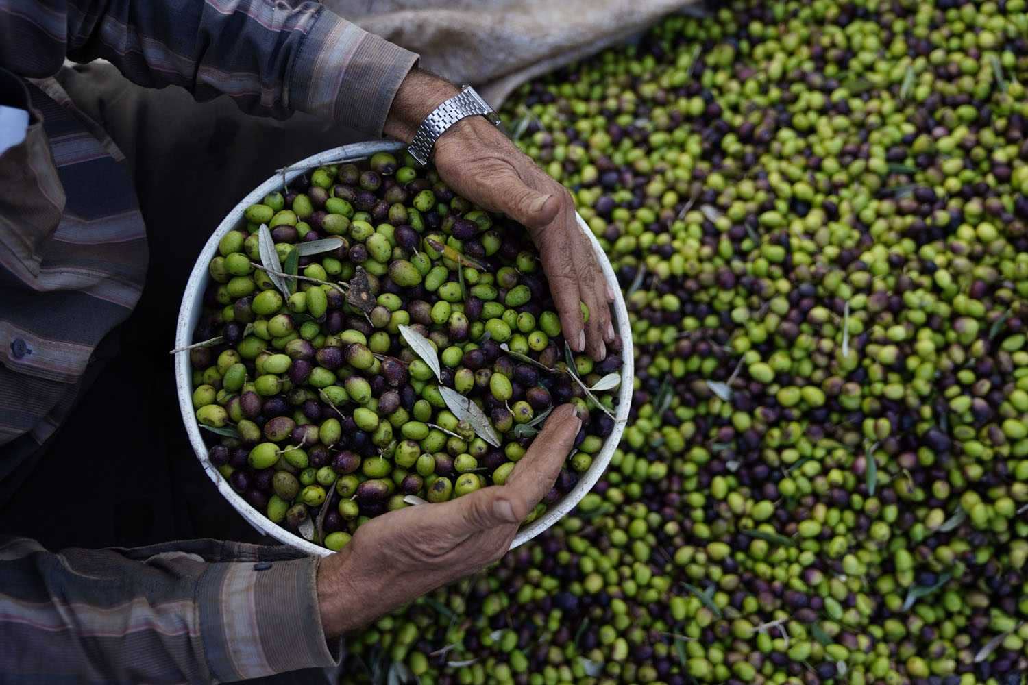 Afrika-Mittlerer Osten-Business-Nöte-im-Libanon-Schwerpunkt-auf-Exporte-Olivenöl-Zeiten verlagern