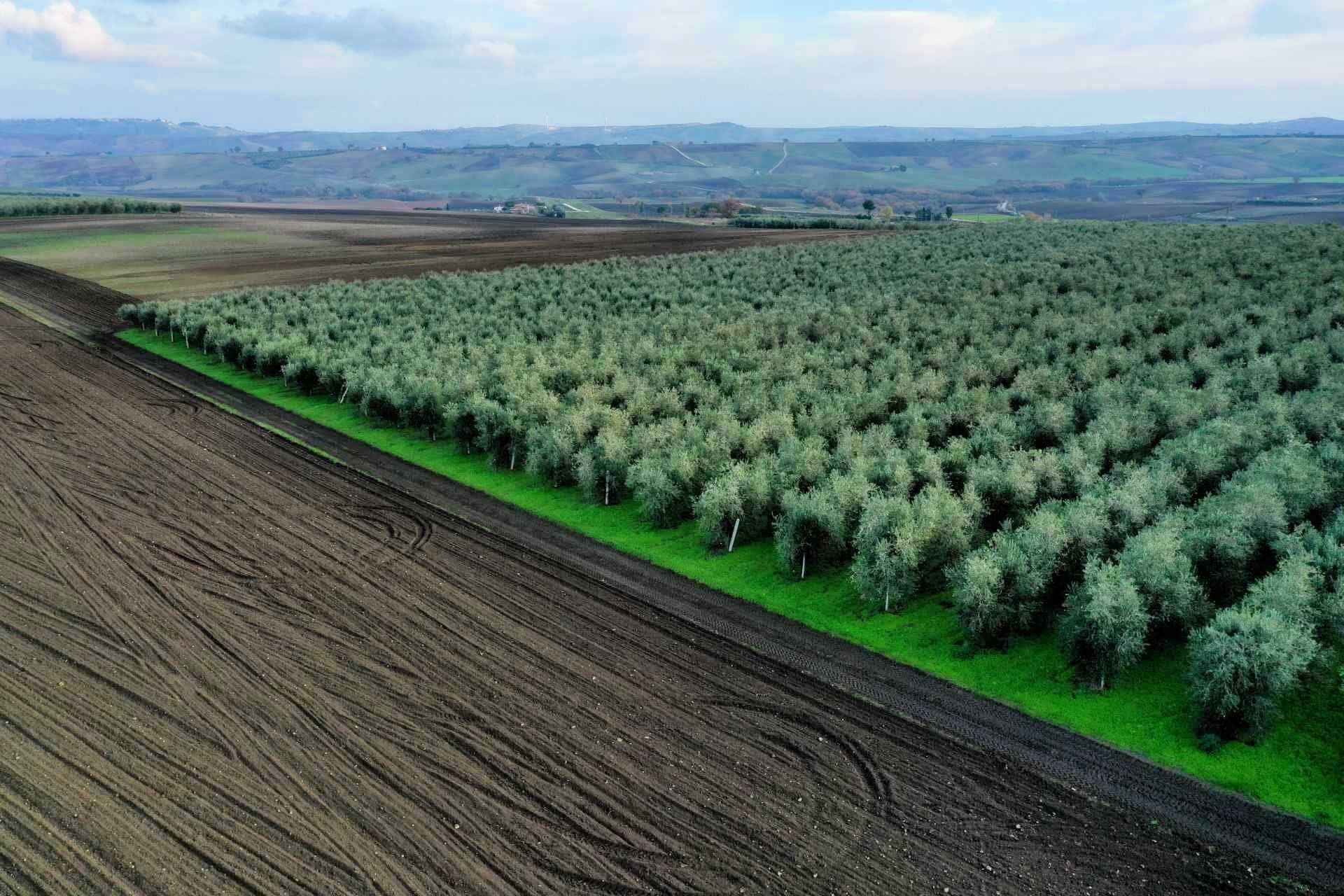 Profile-die-besten-Olivenöle-Produktionszeiten