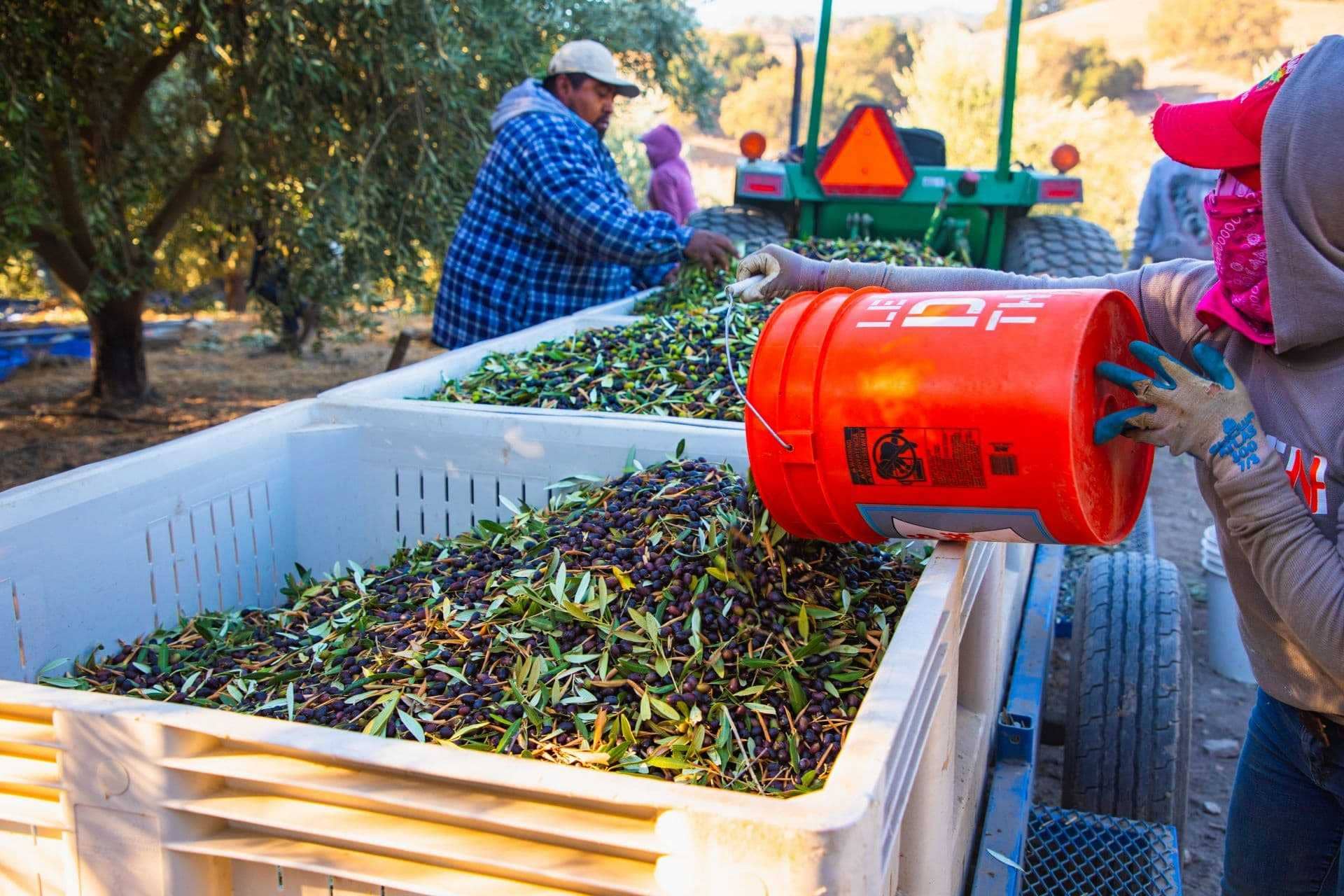Соревнования по оливковому маслу в Северной Америке