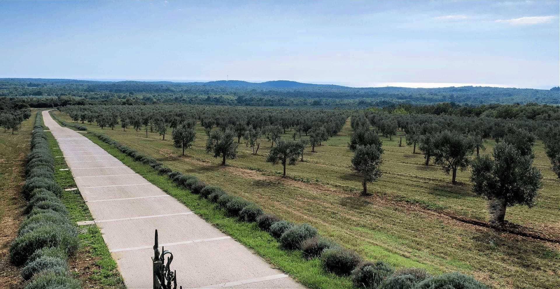 europe-the-best-olive-oils-competitions-croatian-producers-celebrate-87-wins-at-world-competition-olive-oil-times