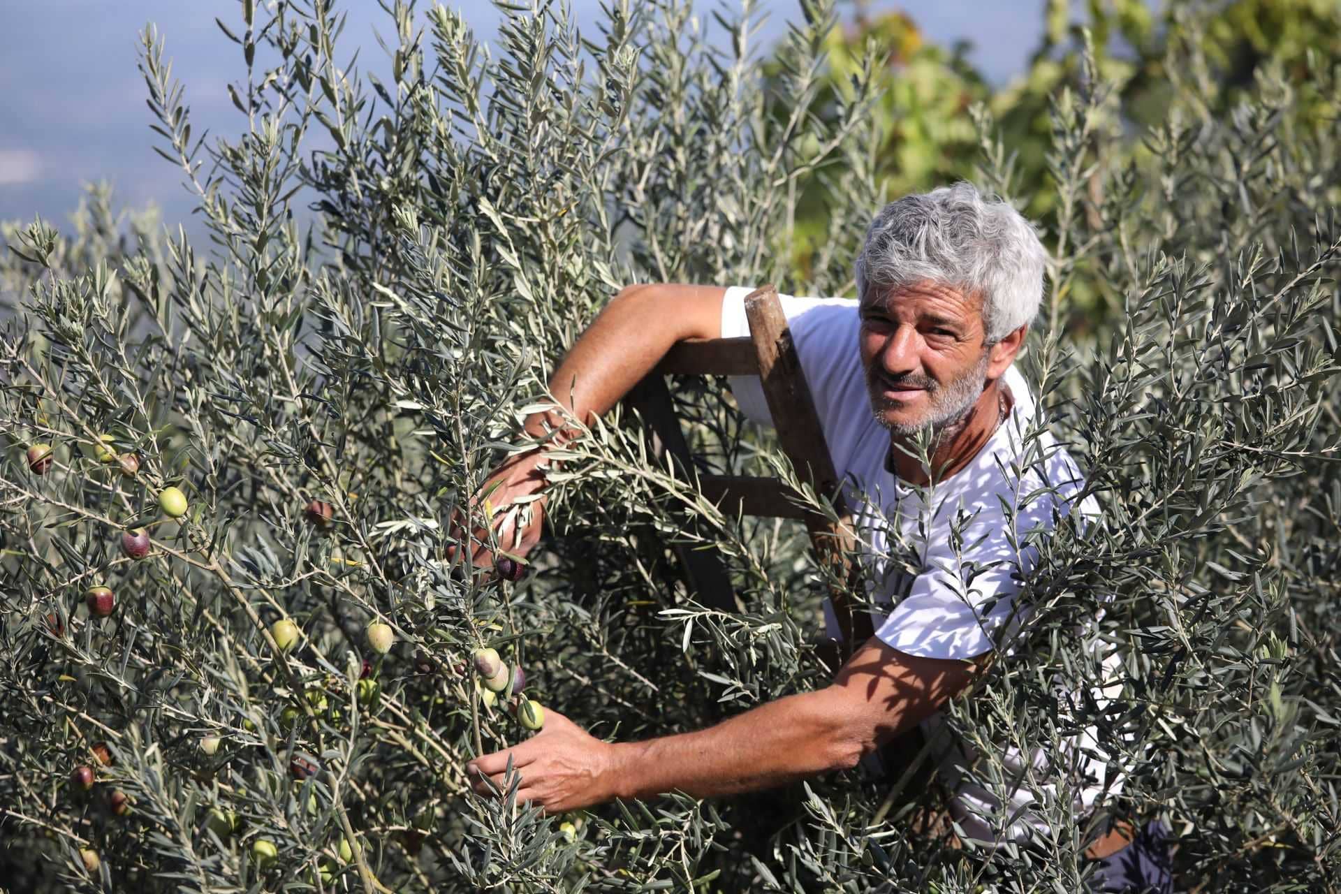 europe-the-best-olive-oils-competitions-producers-on-sicily-and-sardinia-prevail-in-world-competition-olive-oil-times