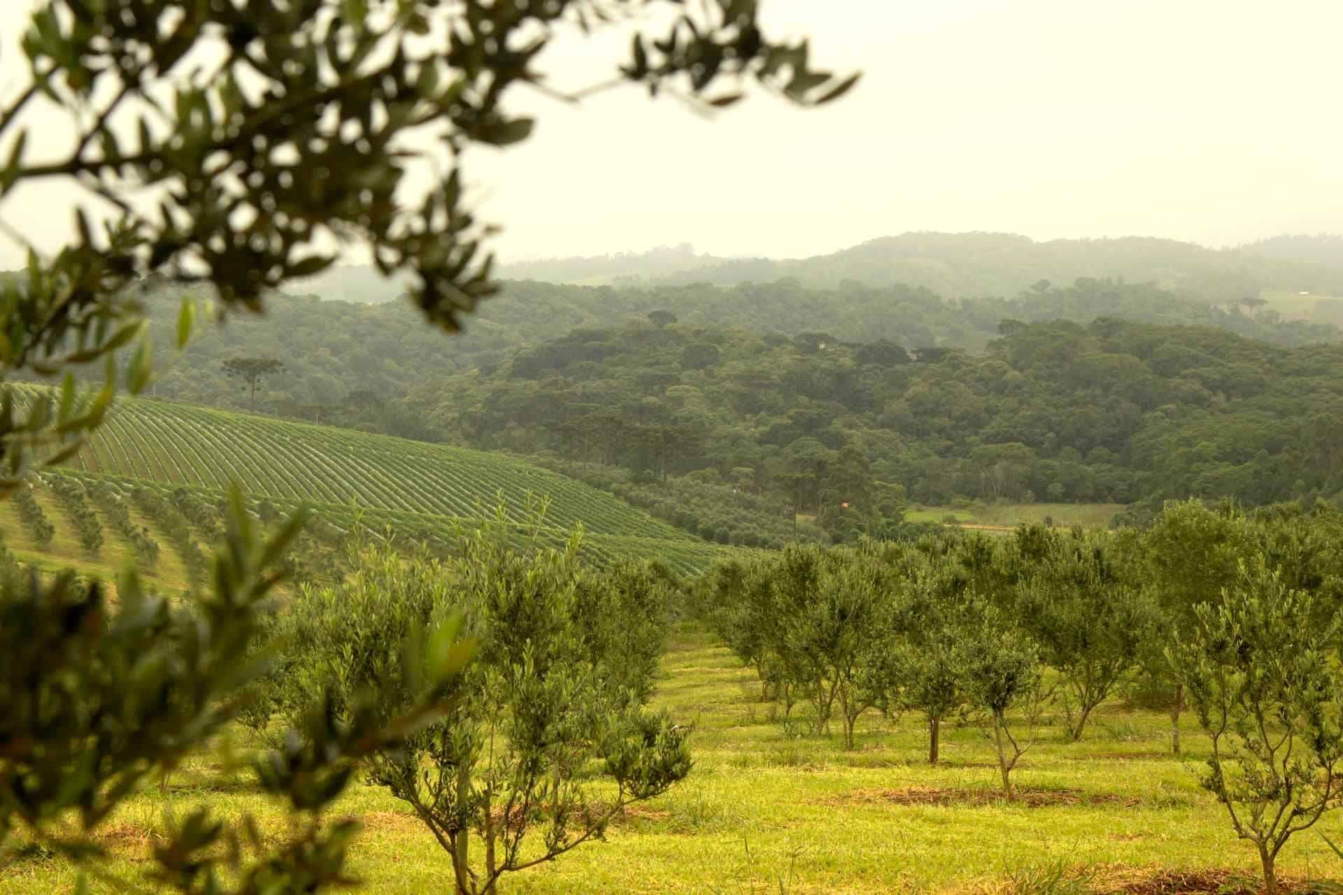 south-america-profiles-the-best-olive-oils-competitions-renewed-focus-on-quality-pays-off-for-brazilian-producers-at-2021-nyiooc-olive-oil-times