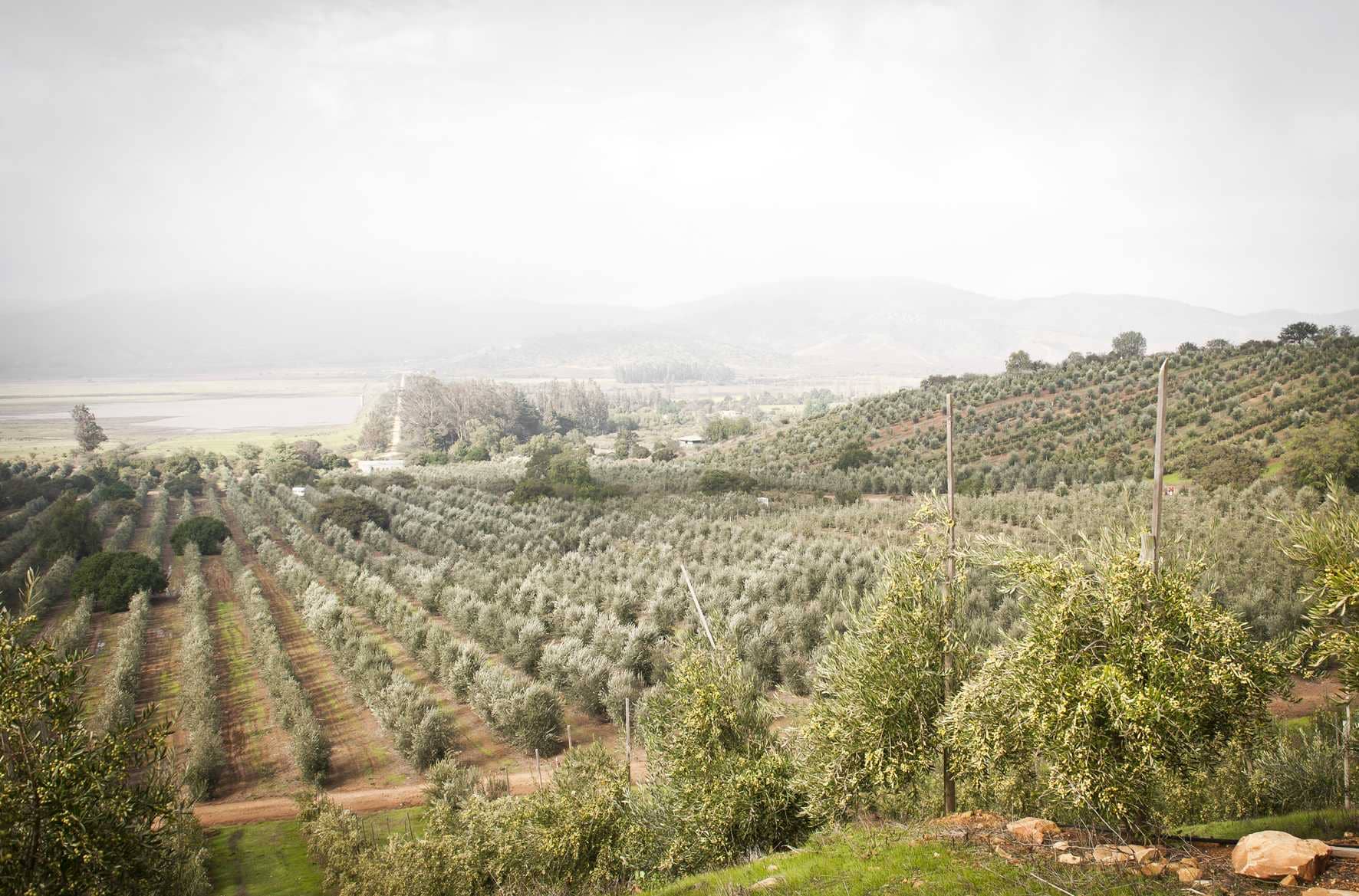 Южная-Америка-лучшие-конкурсы-оливкового масла-южно-американские-производители-празднуют-nyiooc-победы-после-тяжелого-года-времен-оливкового масла