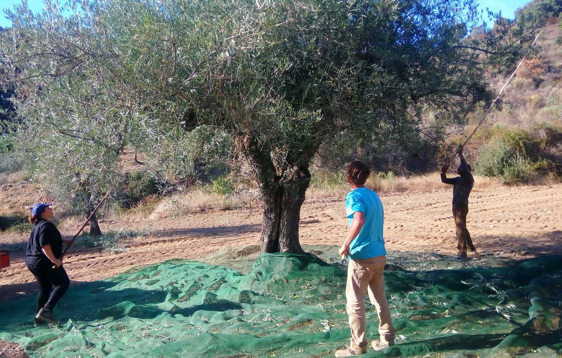 europa-welt-profile-die-besten-olivenöl-wettbewerbe-portugiesische-produzenten-demonstrieren-weiterhin-qualitat-bei-den-weltweiten-wettbewerben-von-olivenolen