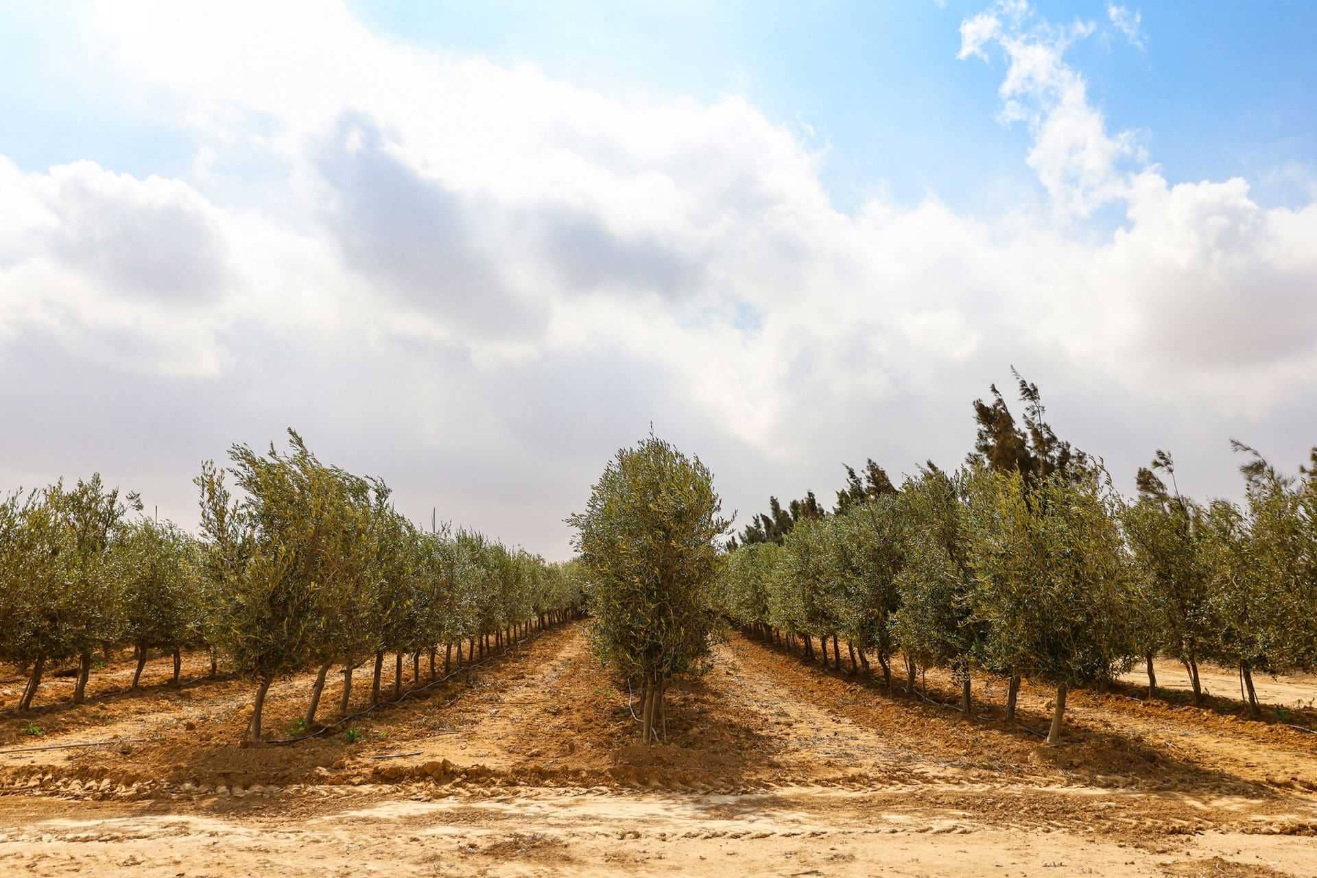 afrique-moyen-orient-les-meilleurs-concours-d-huiles-d-olive-les-producteurs-jordaniens-célébrent-les-premières-victoires-au-concours-mondial-de-l-huile-d-olive-olive-oil-times