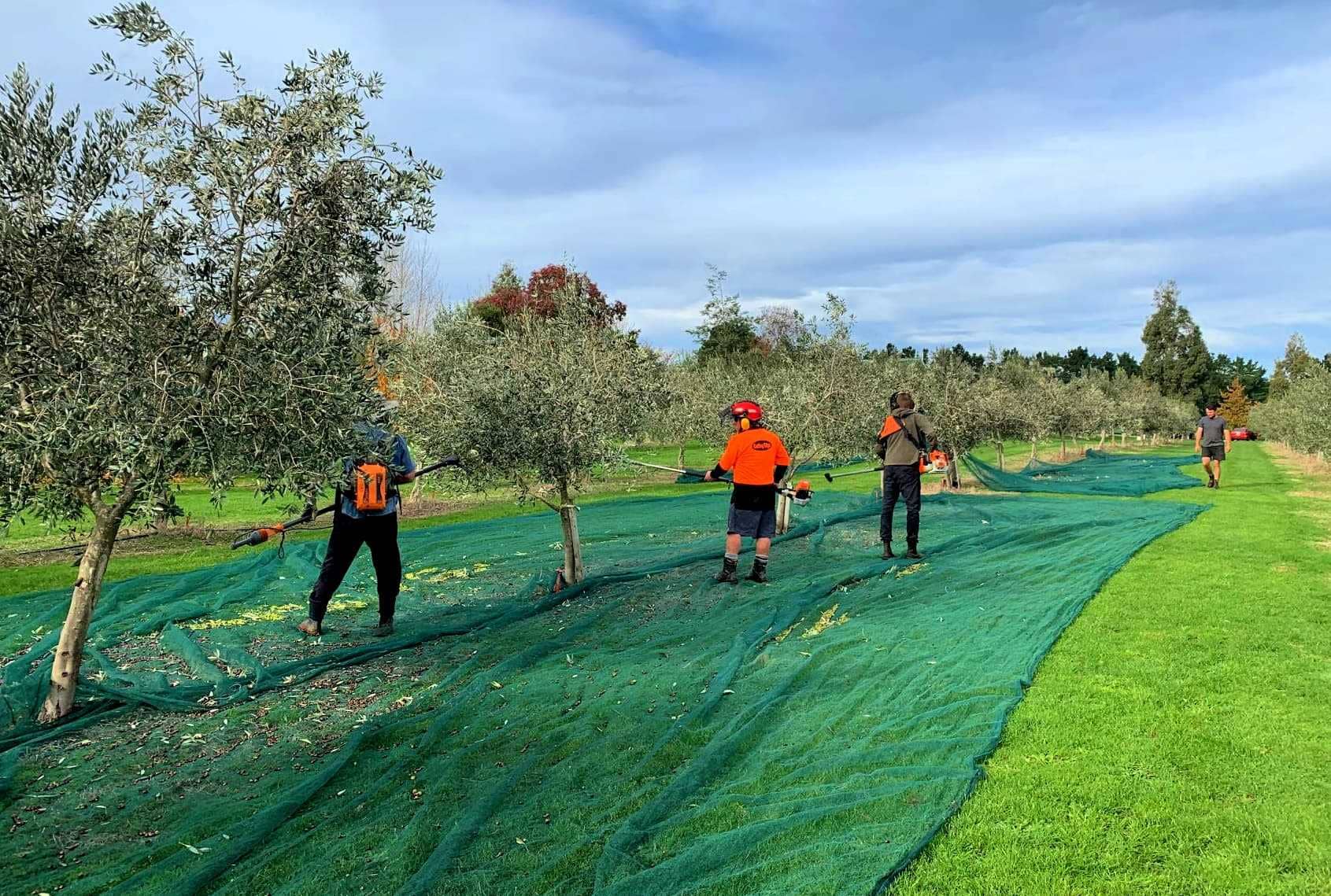 Конкурсы лучших оливковых масел в Австралии и Новой Зеландии, несмотря на ковид и засухуnyiooc-оливковое масло-раз
