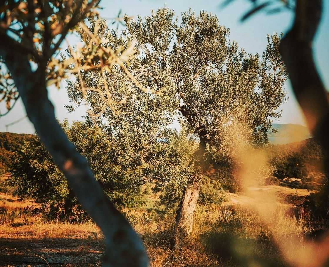 europe-les-meilleurs-concours-d-huiles-d-olive-les-producteurs-du-peloponnese-brillent-a-nyiooc-concours-mondial-huile-d'olive-temps