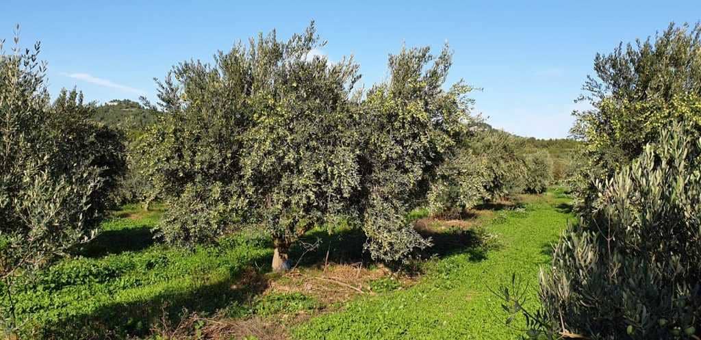 europe-world-profiles-the-best-olive-oils-competitions-record-year-for-french-producers-at-world-olive-oil-competition-olive-oil-times