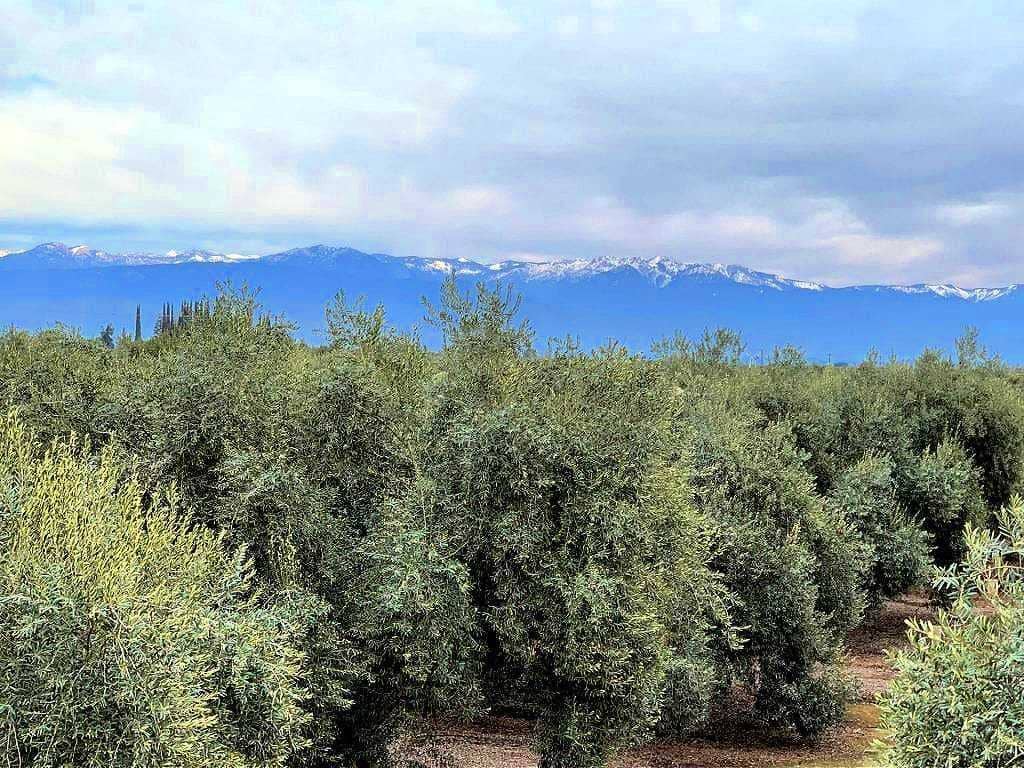 north-america-the-best-olive-oils-competitions-olive-oil-times