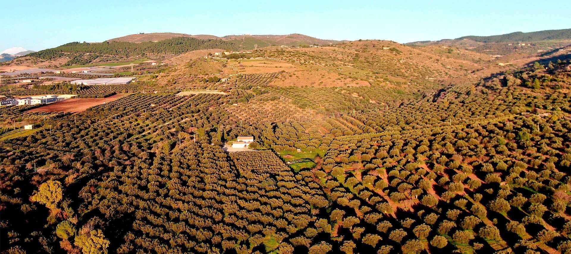 europa-die-besten-olivenölwettbewerbe-produzenten-auf-sizilien-und-sardinien-beherrschen-in-der-welt-wettbewerb-olivenolzeiten