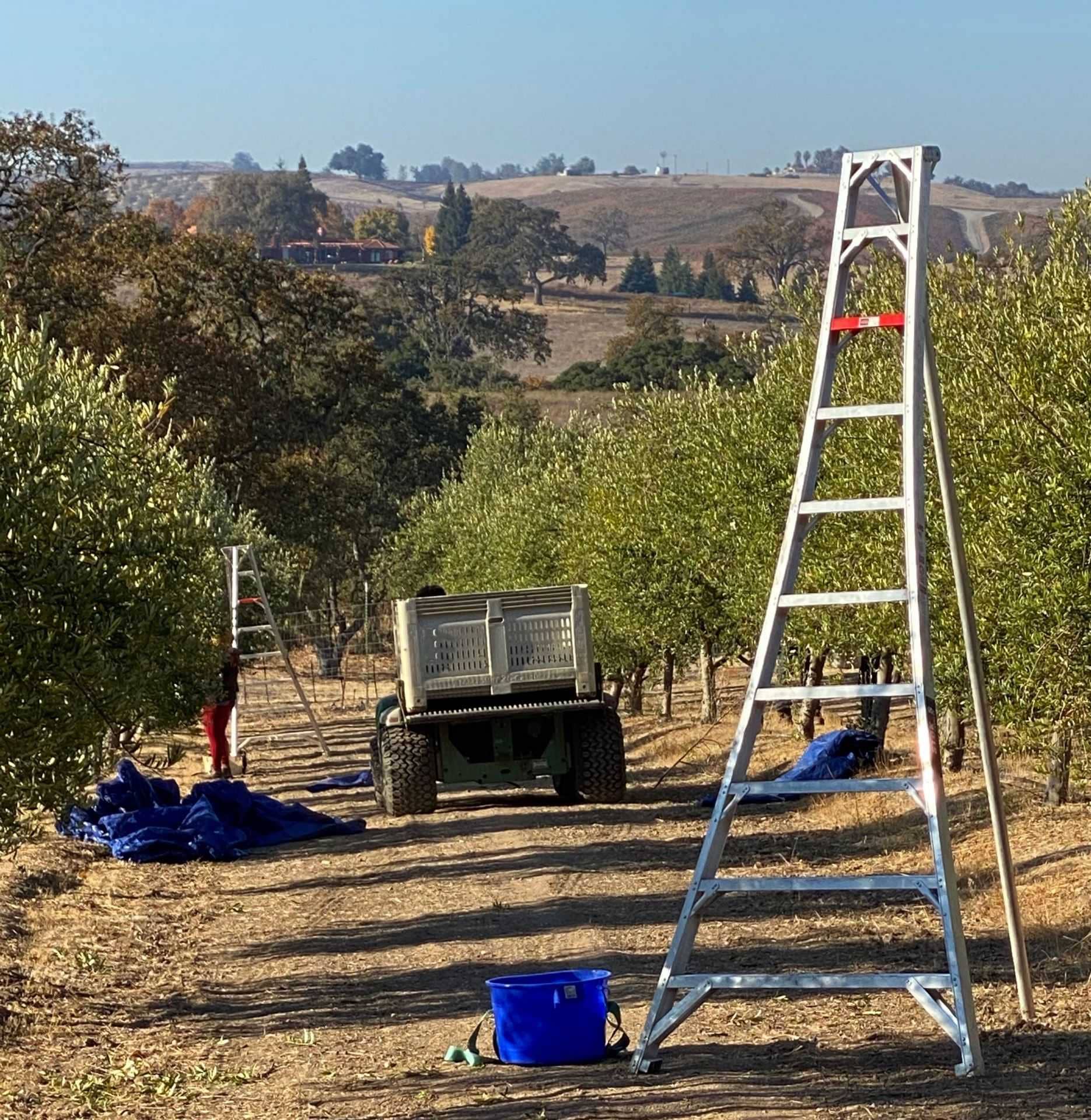 Конкурсы лучших оливковых масел в Северной Америке, треть лучших американских оливковых масел, происходящих из этого региона Калифорнии