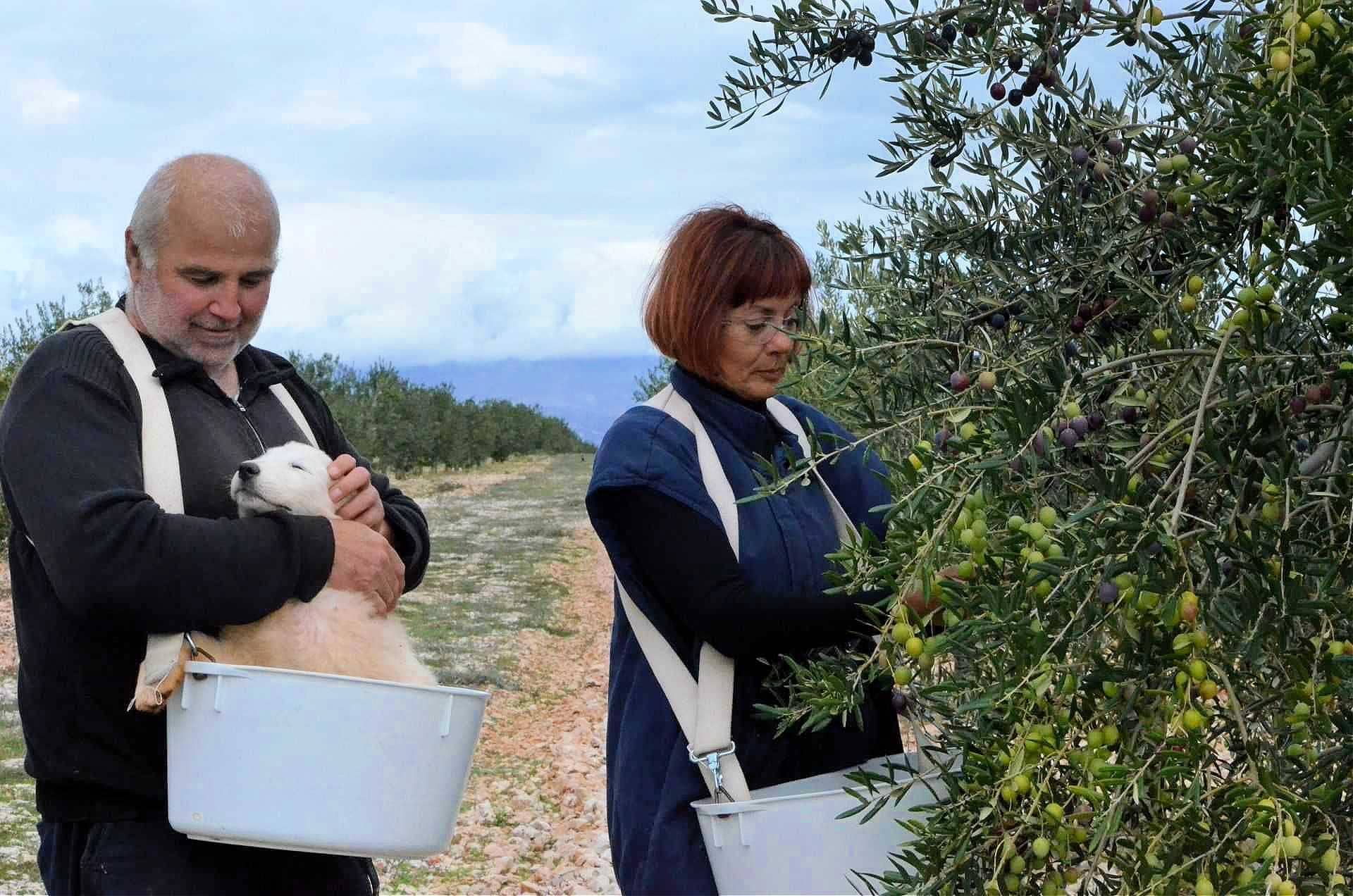 profils-production-tragédie-inspire-une-famille-croate-à-cultiver-des-olives-l'huile-d'olive