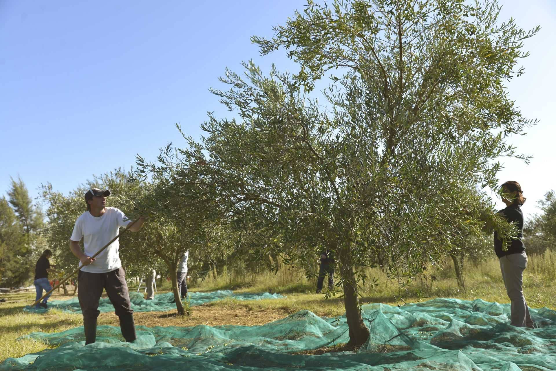 Южная Америка-производство-бизнес-производство-оливкового-масла-в-Уругвае-установлено-на-восстановление-времени-оливкового-масла