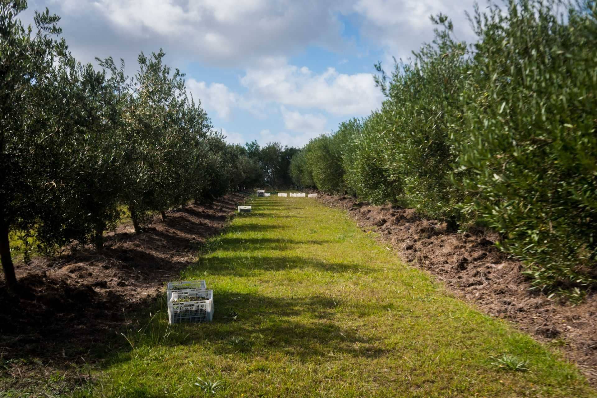 Южная Америка-производство-бизнес-производство-оливкового-масла-в-Уругвае-установлено-на-восстановление-времени-оливкового-масла