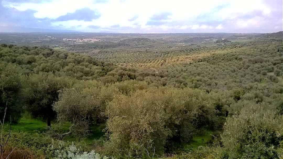 Европа-бизнес-тысячелетие-оливковое-дерево-уничтожено-на-сардинских лесных пожарах-оливковое-масло-время