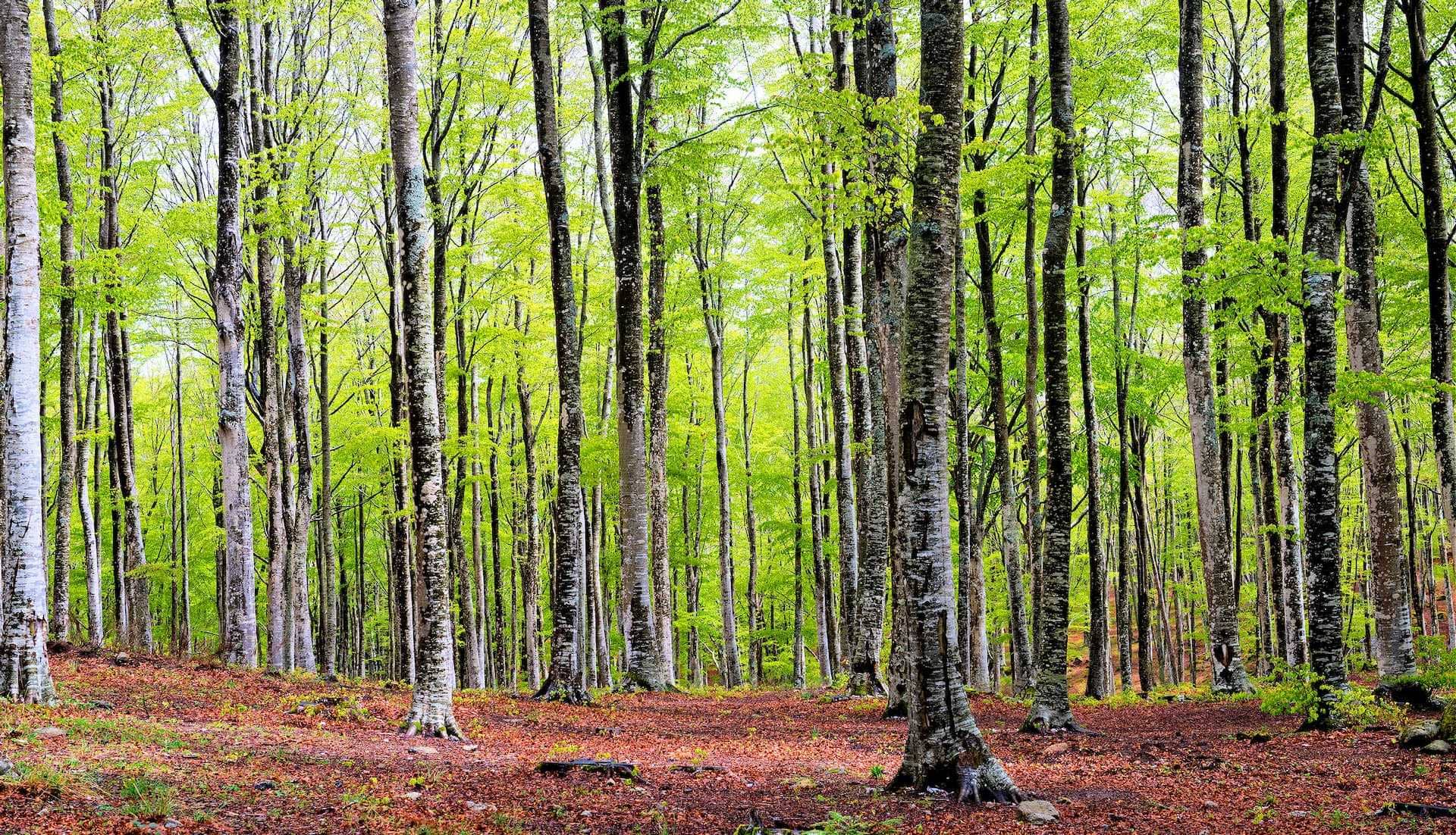 Европа-мир-Европа-объявляет-план-посадки-3-миллиарда-деревьев-к-2030-оливковому-маслу-times