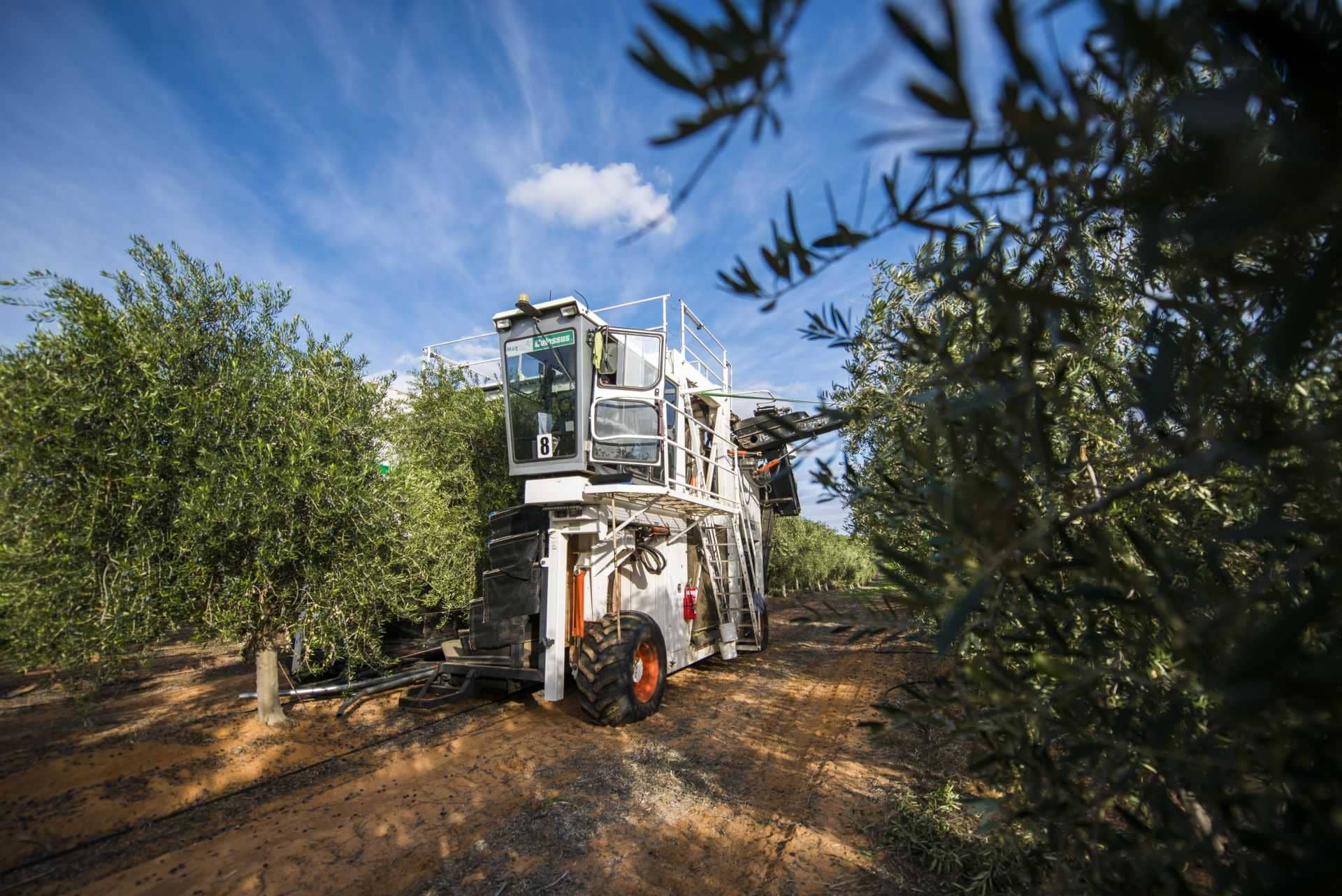 l'australie-et-la-nouvelle-zélande-industrie-de-production-après-des-années-de-sécheresse-et-de-covid-les-australiens-célébrent-la-récolte-record-de-l'huile-d'olive-temps