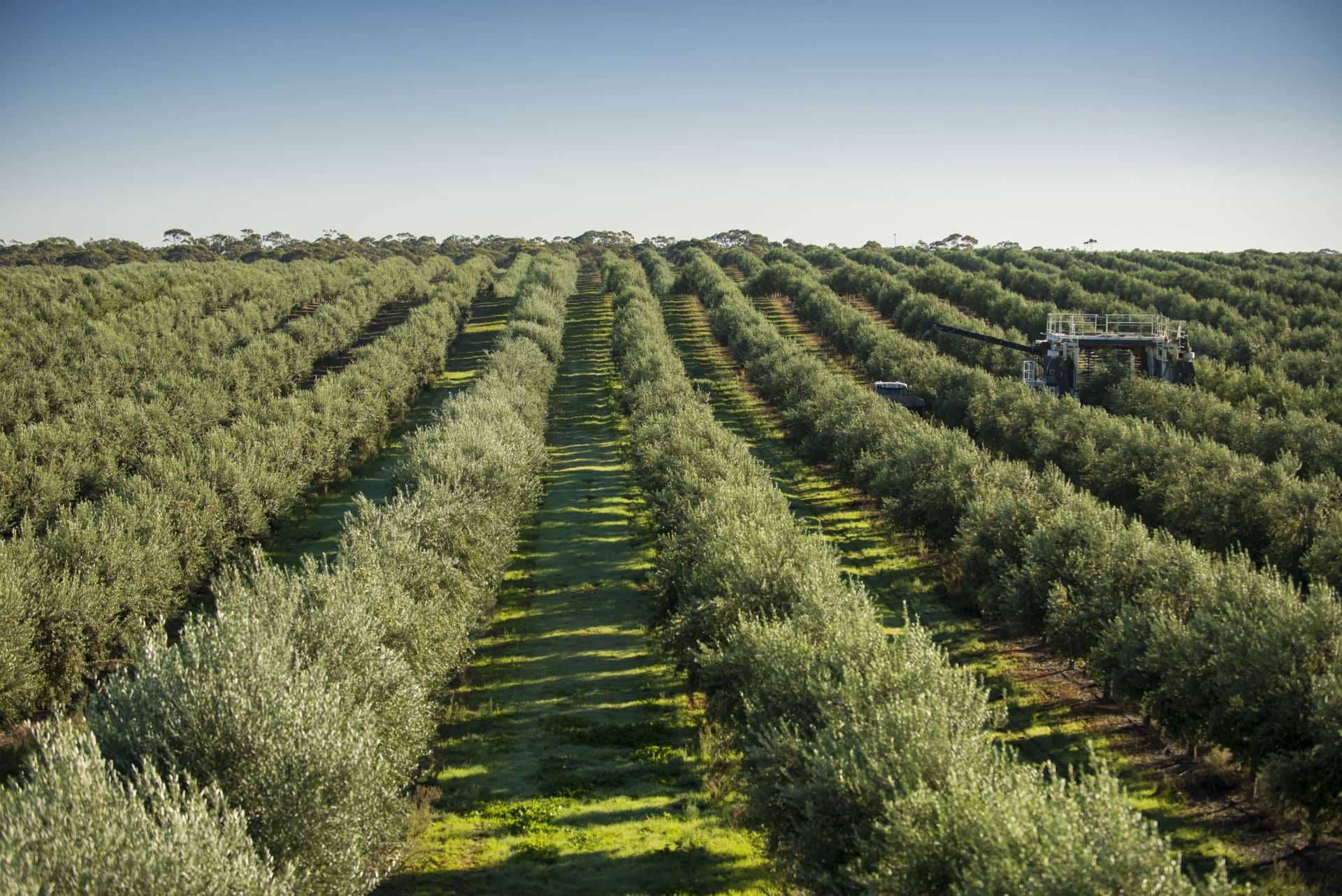 l'australie-et-la-nouvelle-zélande-industrie-de-production-après-des-années-de-sécheresse-et-de-covid-les-australiens-célébrent-la-récolte-record-de-l'huile-d'olive-temps