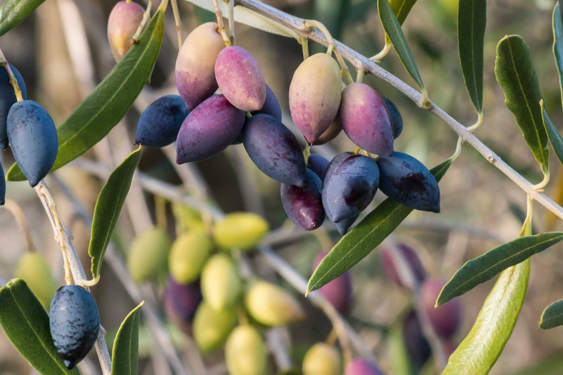 produktionsforscher-suchen-um-ein-besseres-verständnis-von-olivfrüchten-entwicklung-olivenöl-zeiten