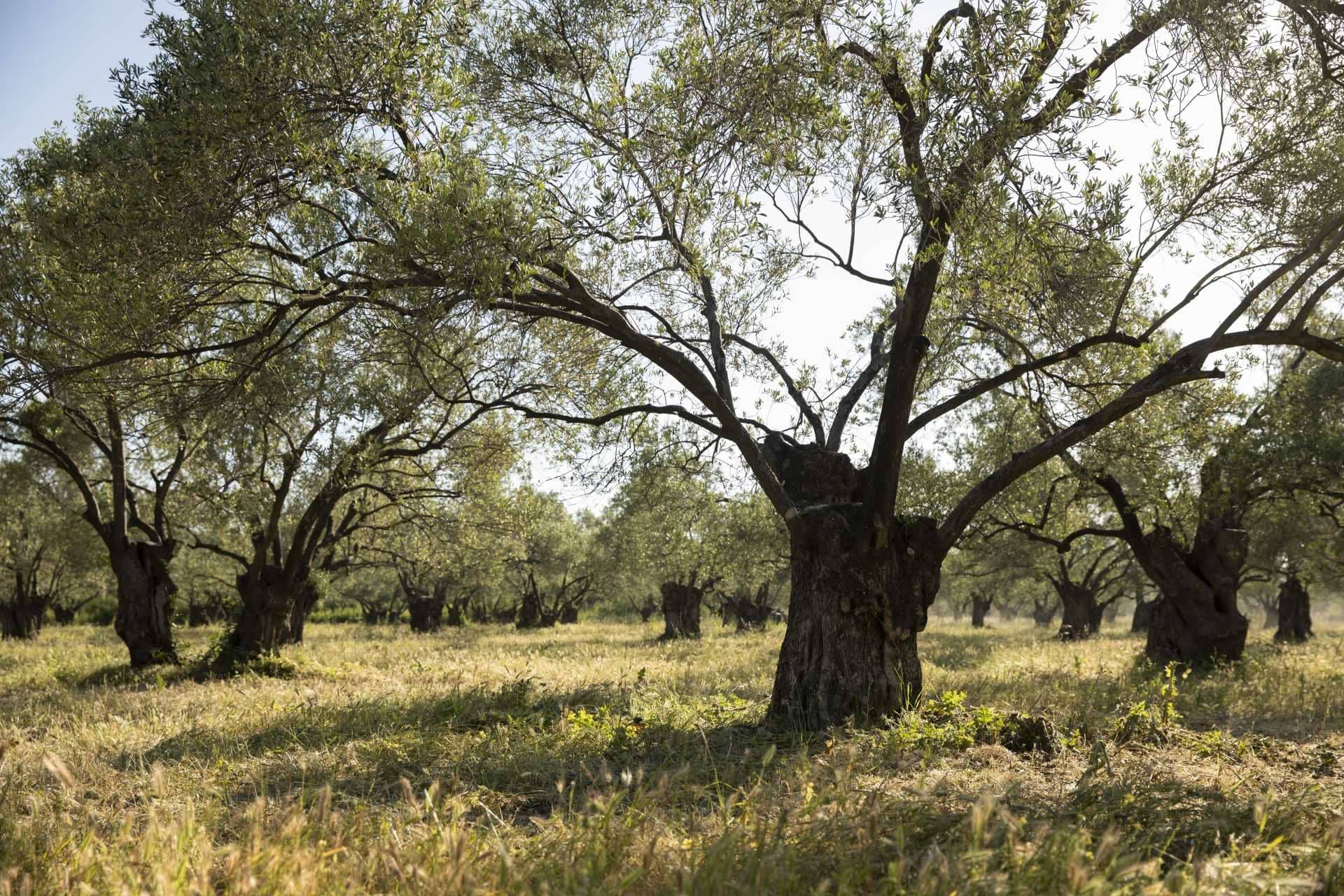 afrika-naher-osten-profile-die-besten-olivenöle-treffen-den-produzenten-hinter-truthähnen-am meisten prämiertes-extra-natives-olivenöl-olivenöl-zeiten
