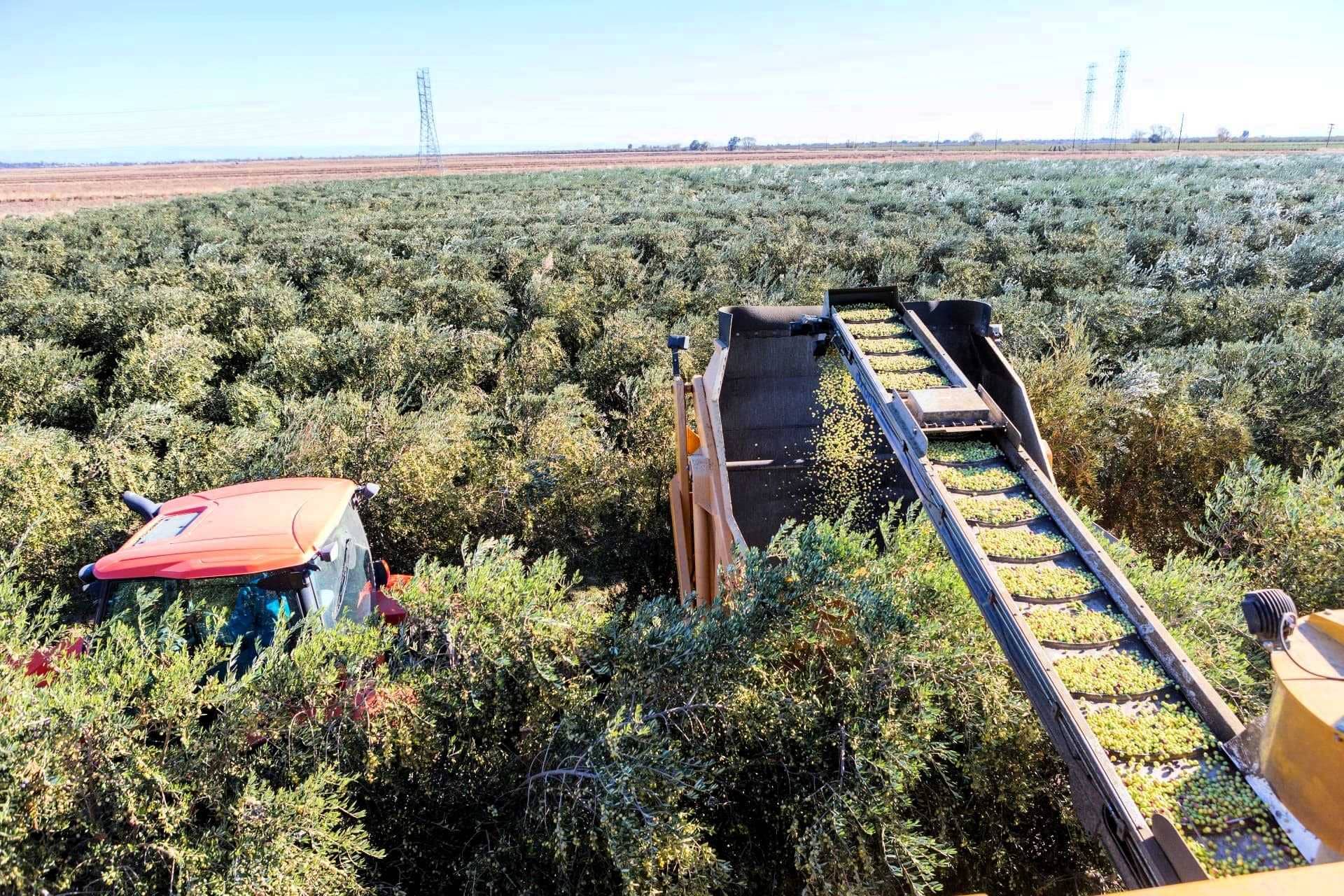 l'amérique-du-nord-profil-la-meilleure-famille-de-production-d-huiles-d-olive-derrière-les-racines-biologiques-s'adapte-alors que-la-sécheresse-californienne-refuse-de-casser-les-temps-de-l'huile-d'olive
