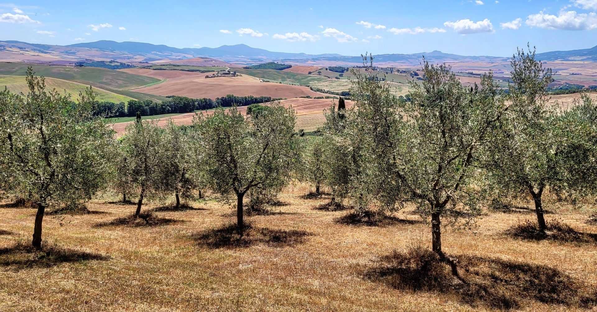 europa-produktionsunternehmen-in-der-toskana-landwirte-bewältigen-die-herausforderungen-des-klimas-und-streben-nach-zeiten-eines-olivenols-von-hoher-qualitat