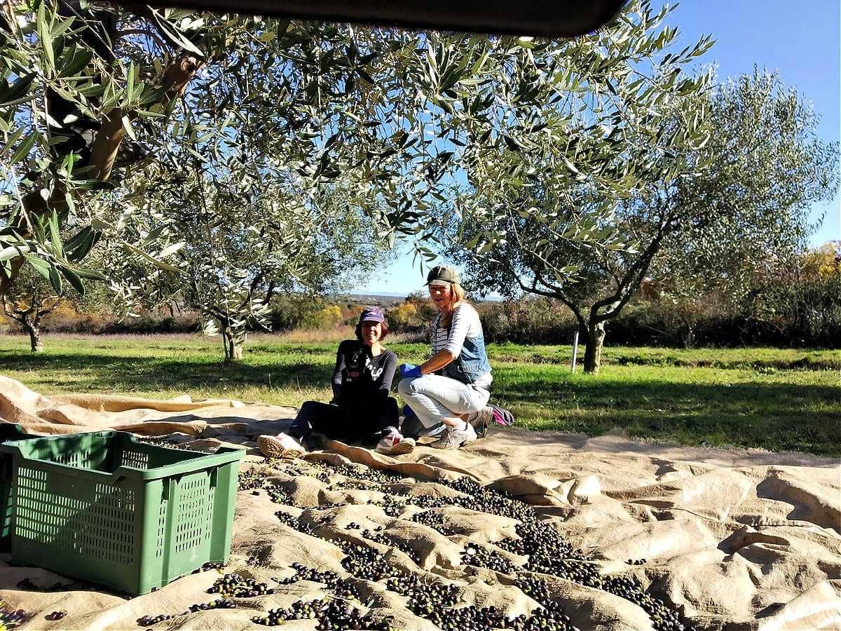 l'entreprise-de-production-en-europe-alors-que-la-récolte-démarre-en-croatie-les-fonctionnaires-fournissent-des-conseils-de-sécurité-aux-agriculteurs-l-heure-de-l'huile-d'olive