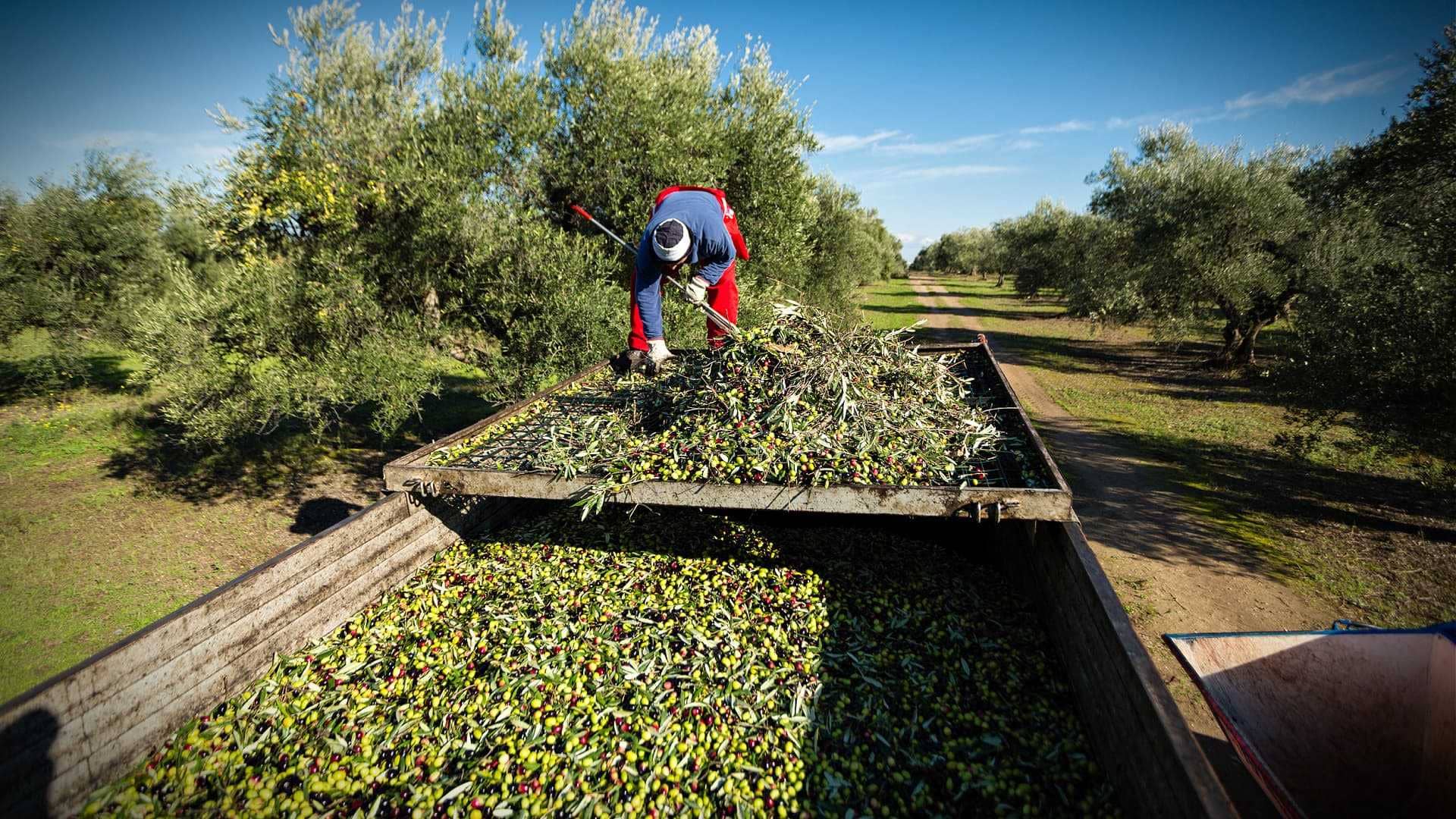 europa-produktionsunternehmen-produzenten-in-sueditalien-in-krisen-als-herausforderungen-berg-olivenol-zeiten
