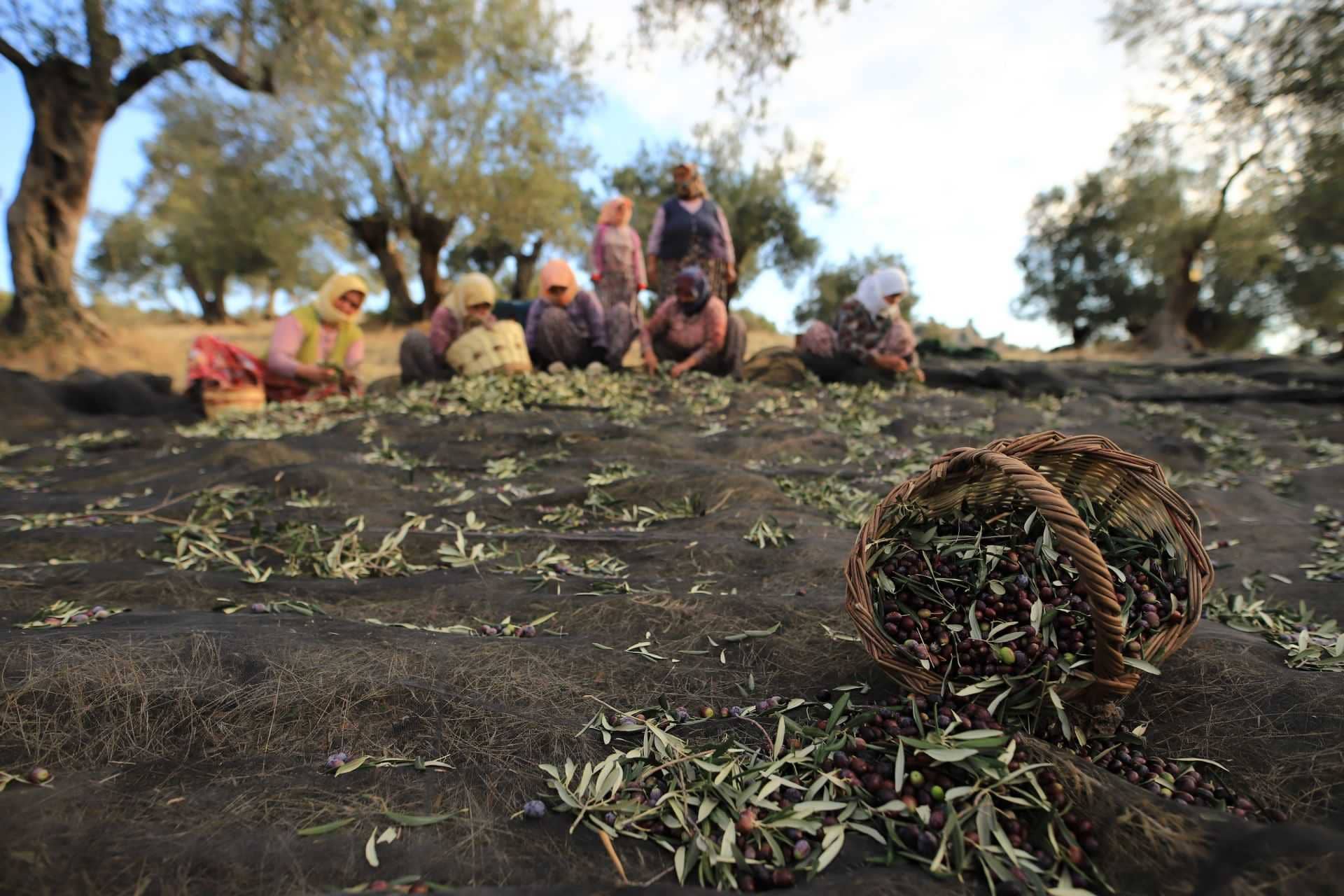 afrique-moyen-orient-industrie-de-production-la-production-en-turquie-rebondit-alors que-les-agriculteurs-montrent-leur-resilience-huile-d'olive-temps