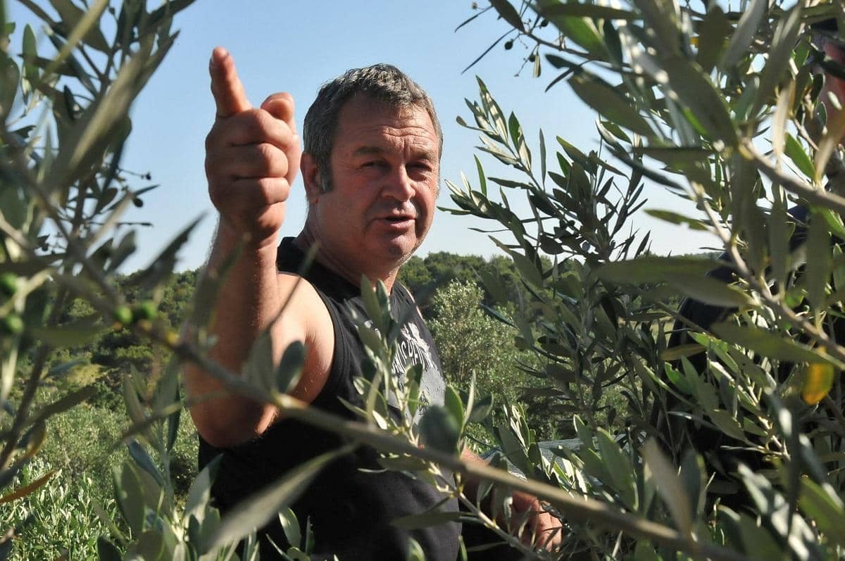 europe-production-business-preisgekrönter-produzent-sagt-kroaten-müssen-zu-ihren-traditionellen-wurzeln-des-olivenöls-zurückkehren
