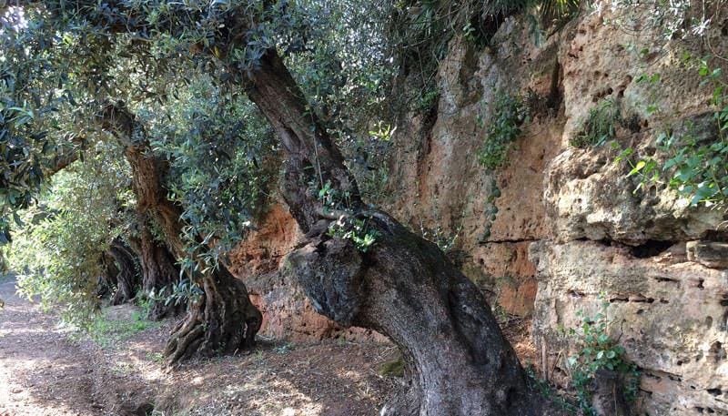 europe-profiles-the-best-olive-oils-production-business-centonze-a-forwardlooking-farm-rooted-in-sicily-history-olive-oil-times