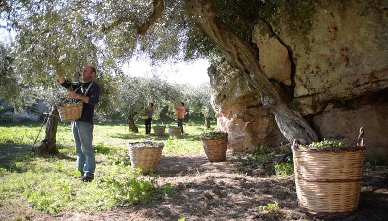 欧洲概况-最好的橄榄油生产业务-centonze-一个前瞻性的农场-植根于西西里岛-历史-橄榄油时代