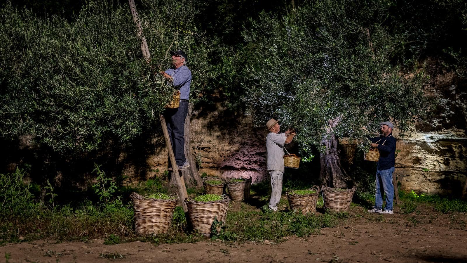 europe-profiles-the-best-olive-oils-production-business-centonze-a-forwardlooking-farm-rooted-in-sicilys-history-olive-oil-times