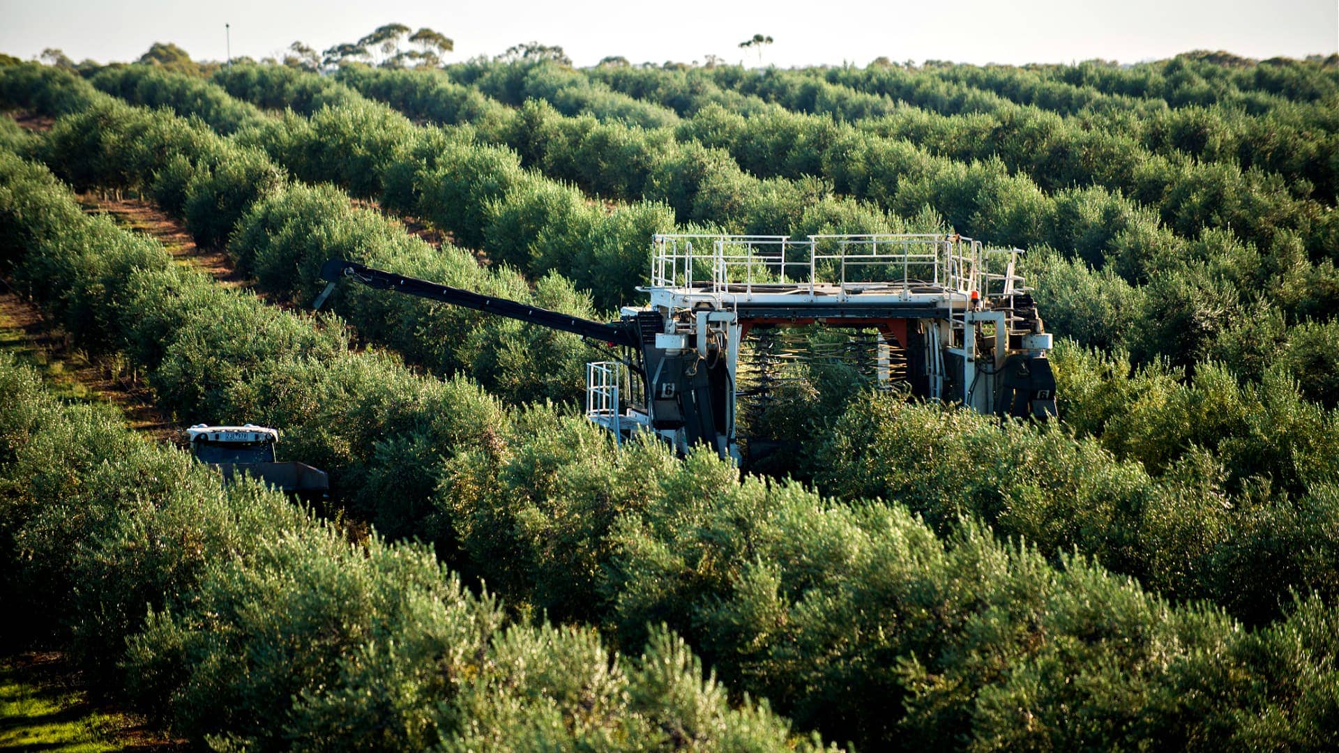 l'australie-et-la-nouvelle-zelande-production-business-olive-oil-times