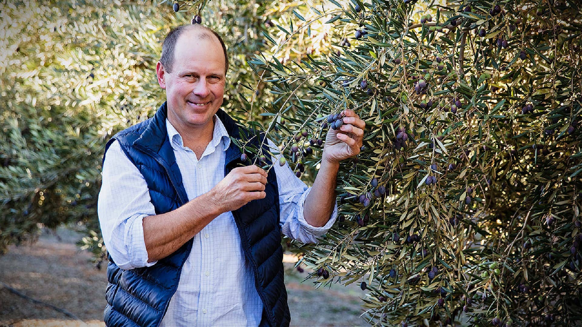 время производства оливкового масла в Австралии и Новой Зеландии