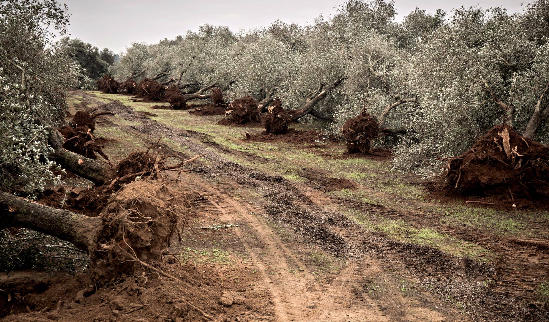 Европа-производство-бизнес-новые-оливковые-деревья-в настоящее время-сажают-в-ксилелле-опустошенной-апулии-оливковое-масло-время