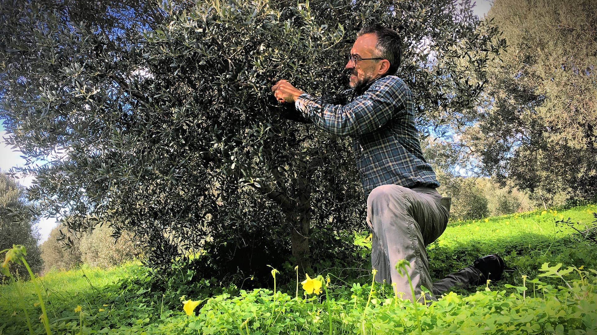 world-production-producers-express-alarm-in-latest-olive-oil-times-survey-olive-oil-times