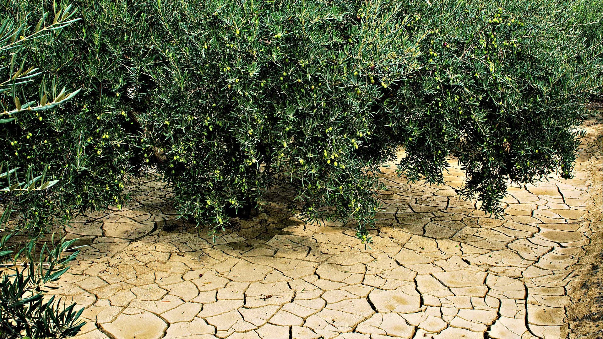 Spain and Portugal Request European Aid to Fight Ongoing Drought - Olive Oil Times
