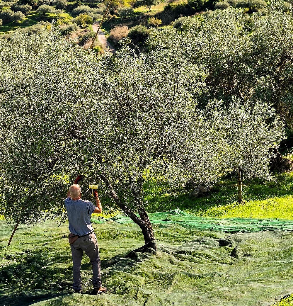 europa-profile-die-besten-olivenöle-produktion-oliva-wie-alte-märchen-preisgekrönte-olivenöle-olivenöl-zeiten-werden