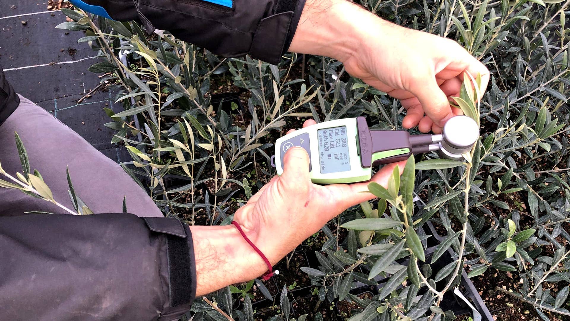 мировые сорта-производство-исследования-оливкового-биоразнообразия-является-ключом-к-решению-изменения-климата-время оливкового масла