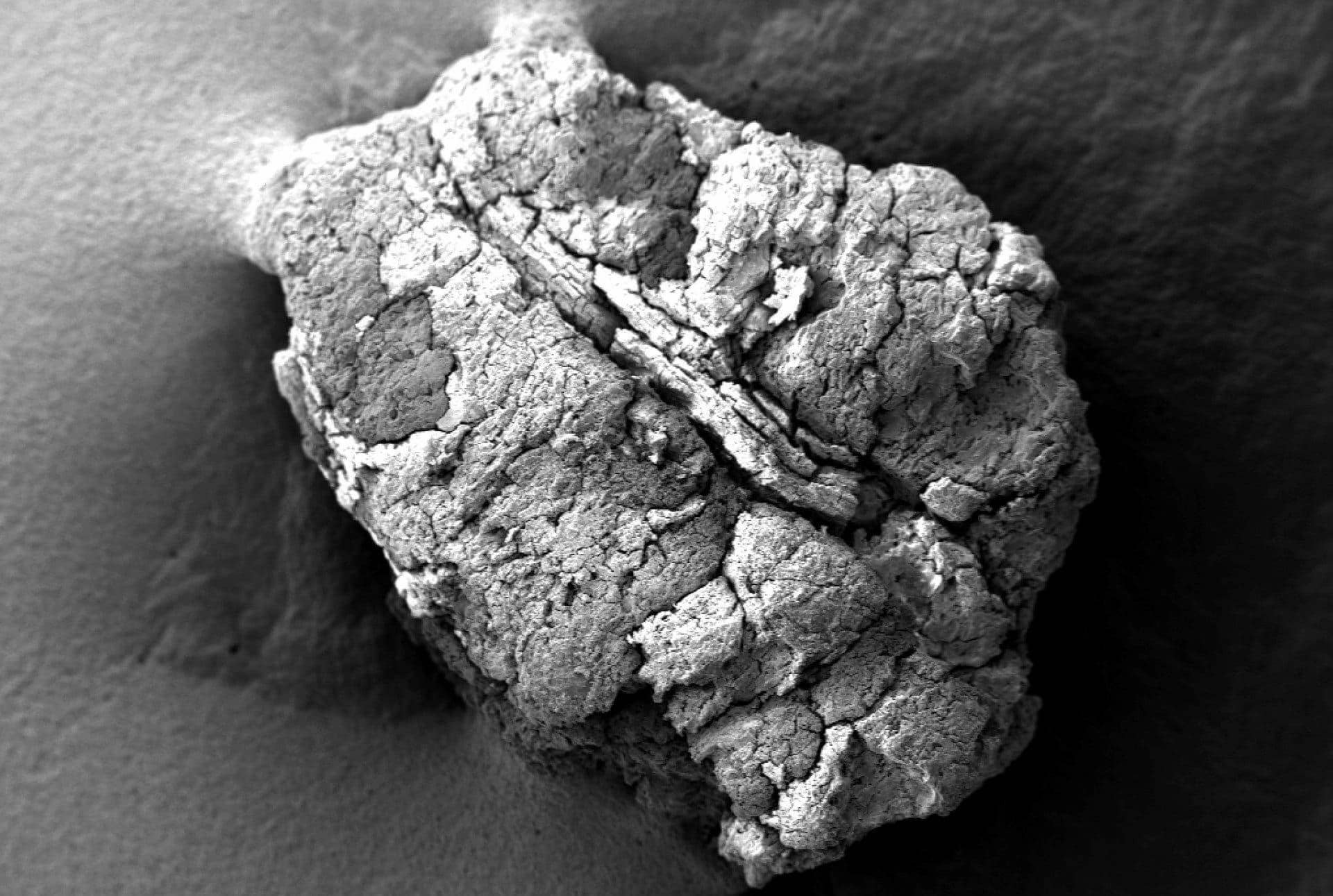 世界-北-アフリカ人-食べた-オリーブ-100000年前-証拠-提案-オリーブオイル-時間