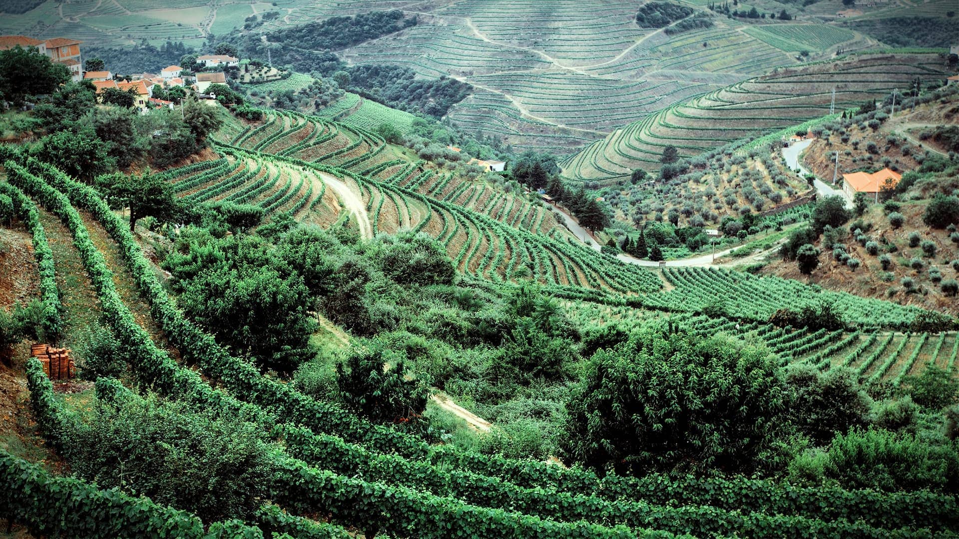 le-changement-climatique-mondial-menace-l'agriculture-en-pente-escarpée-l'époque-de-l'huile-d'olive
