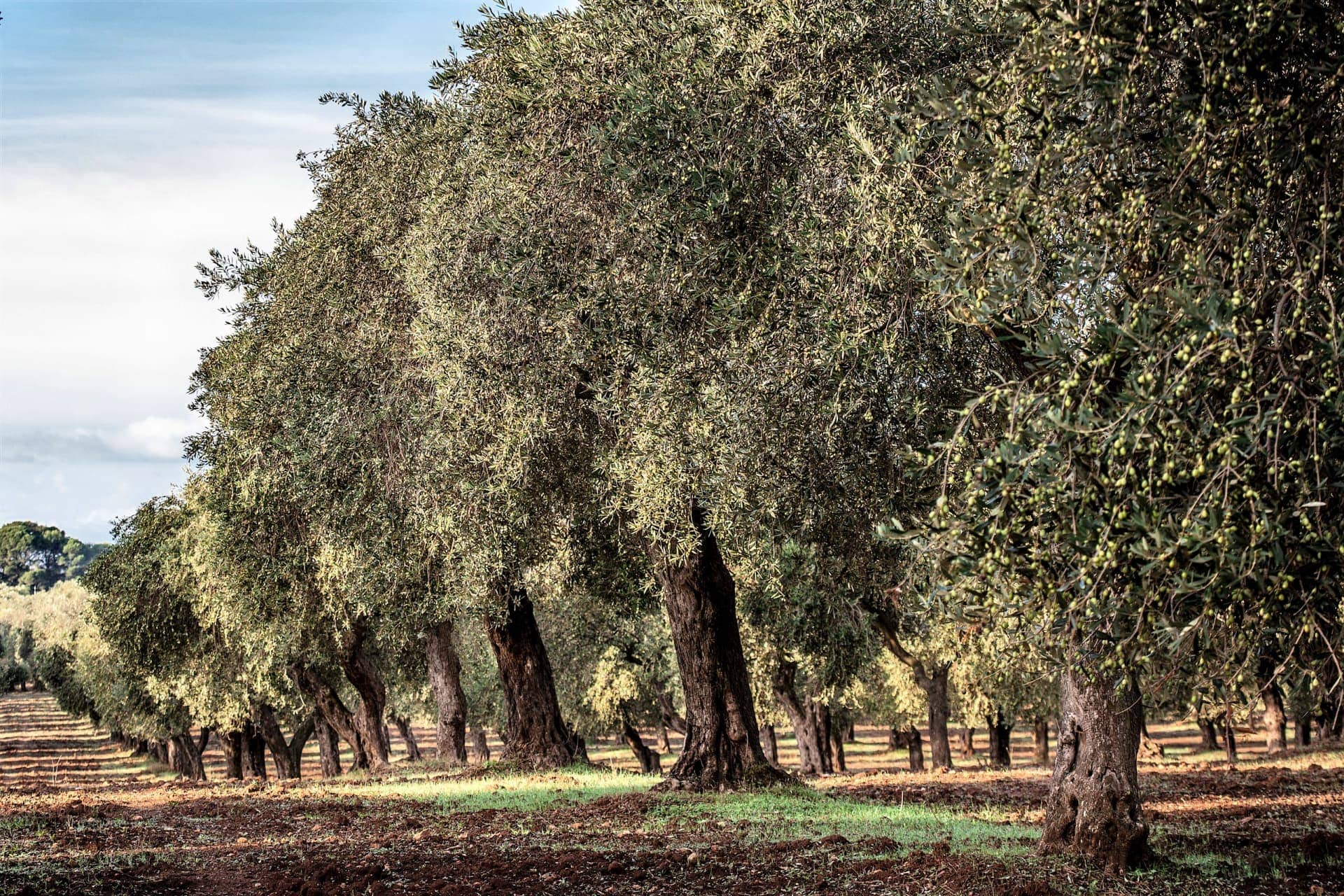 欧洲概况-圣朱利亚诺背后最好的橄榄油生产生产商-通过创新追求质量-橄榄油时代