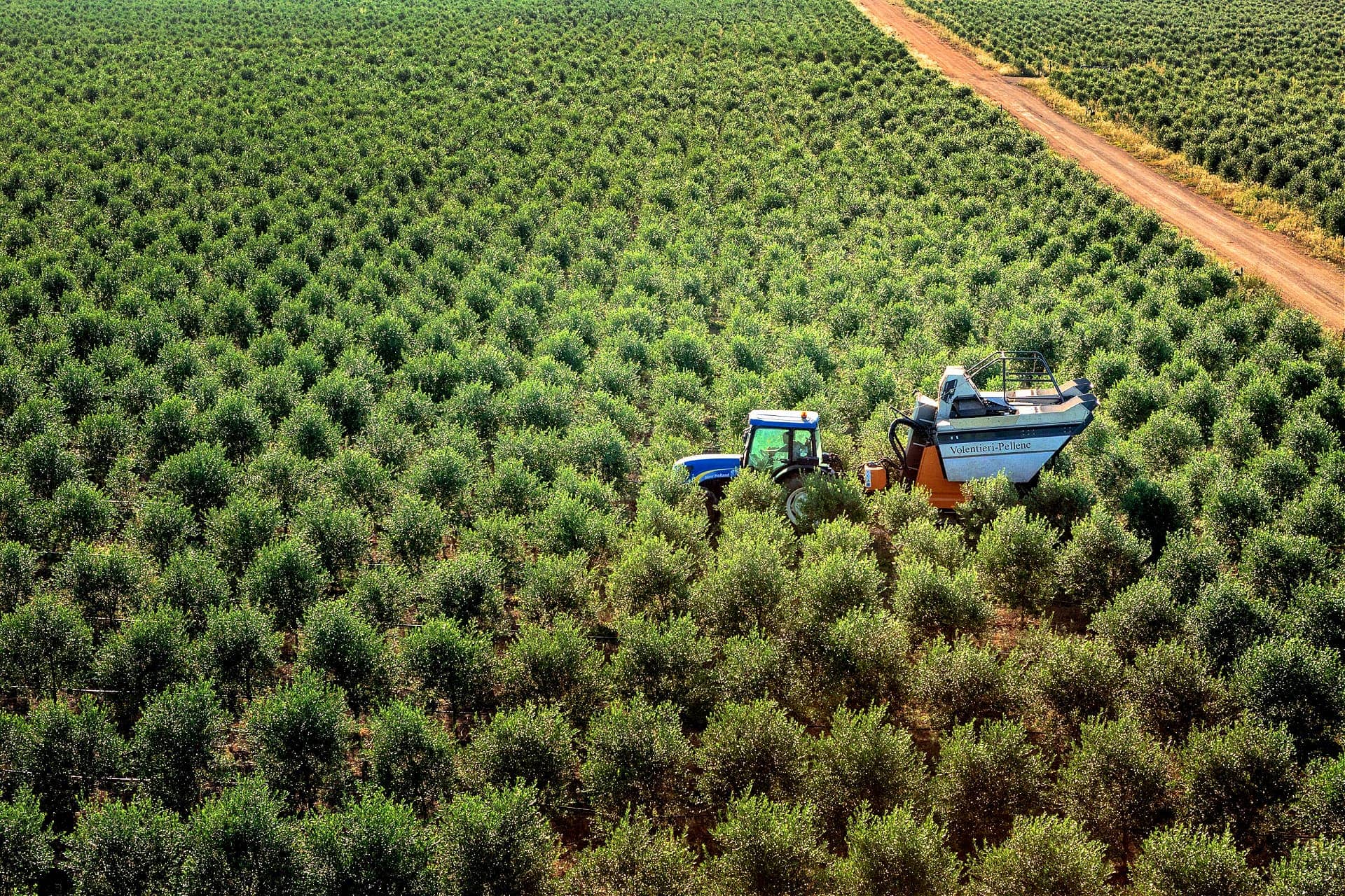 europa-perfiles-la-mejor-producción-de-aceites-de-oliva-productores-detrás-de-san-giuliano-perseguir-la-calidad-a través-de-la-innovación-olive-oil-times