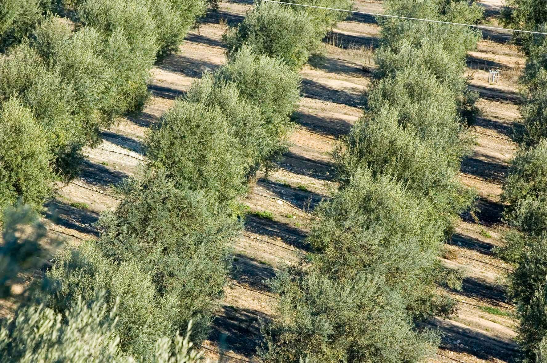 Рекордная-урожайность-производства-бизнеса-производства-для-португалии-в-202122-урожая-года-оливкового-масла