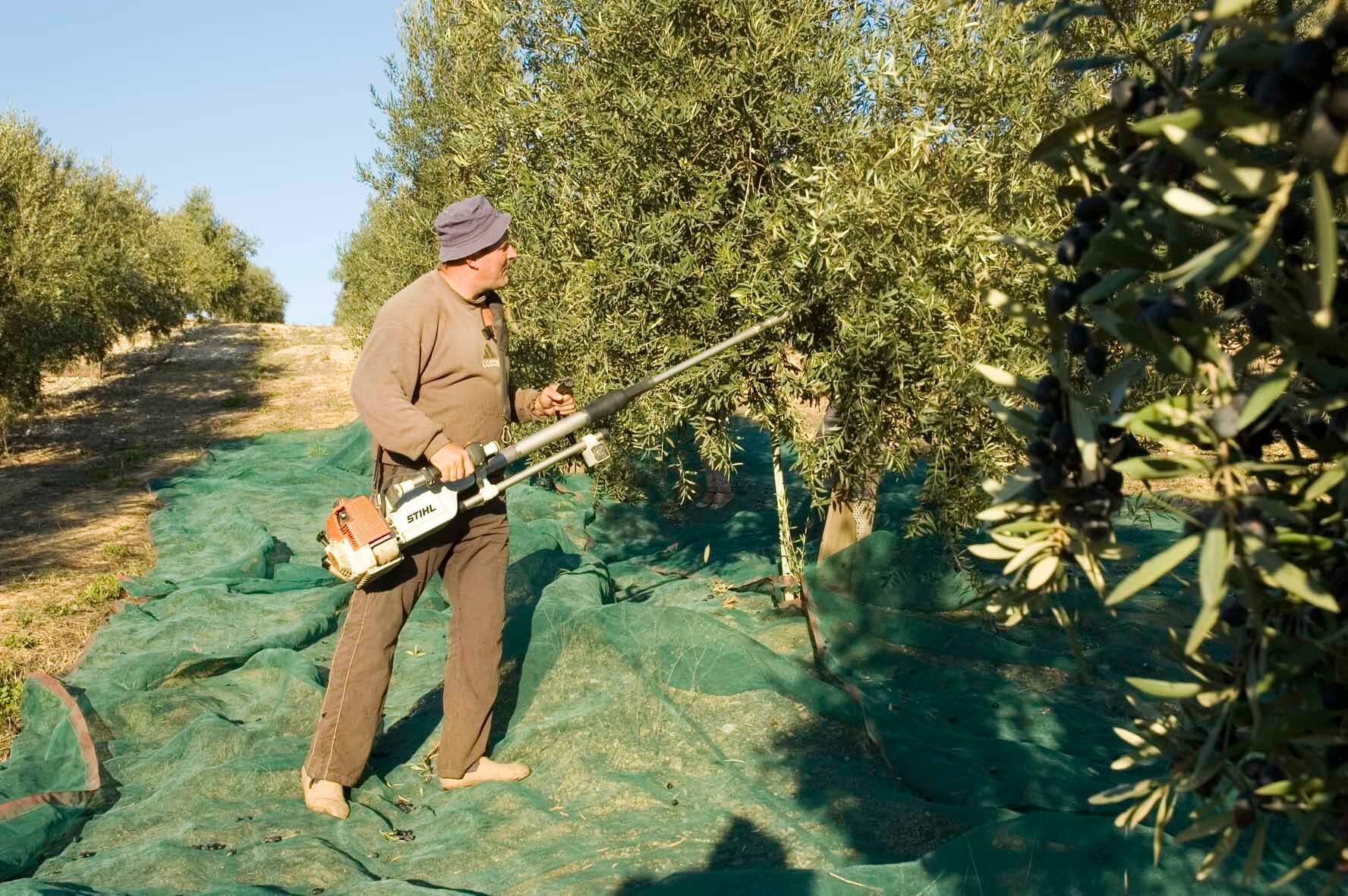 202122 年作物年橄欖油時代的歐洲生產商業記錄產量