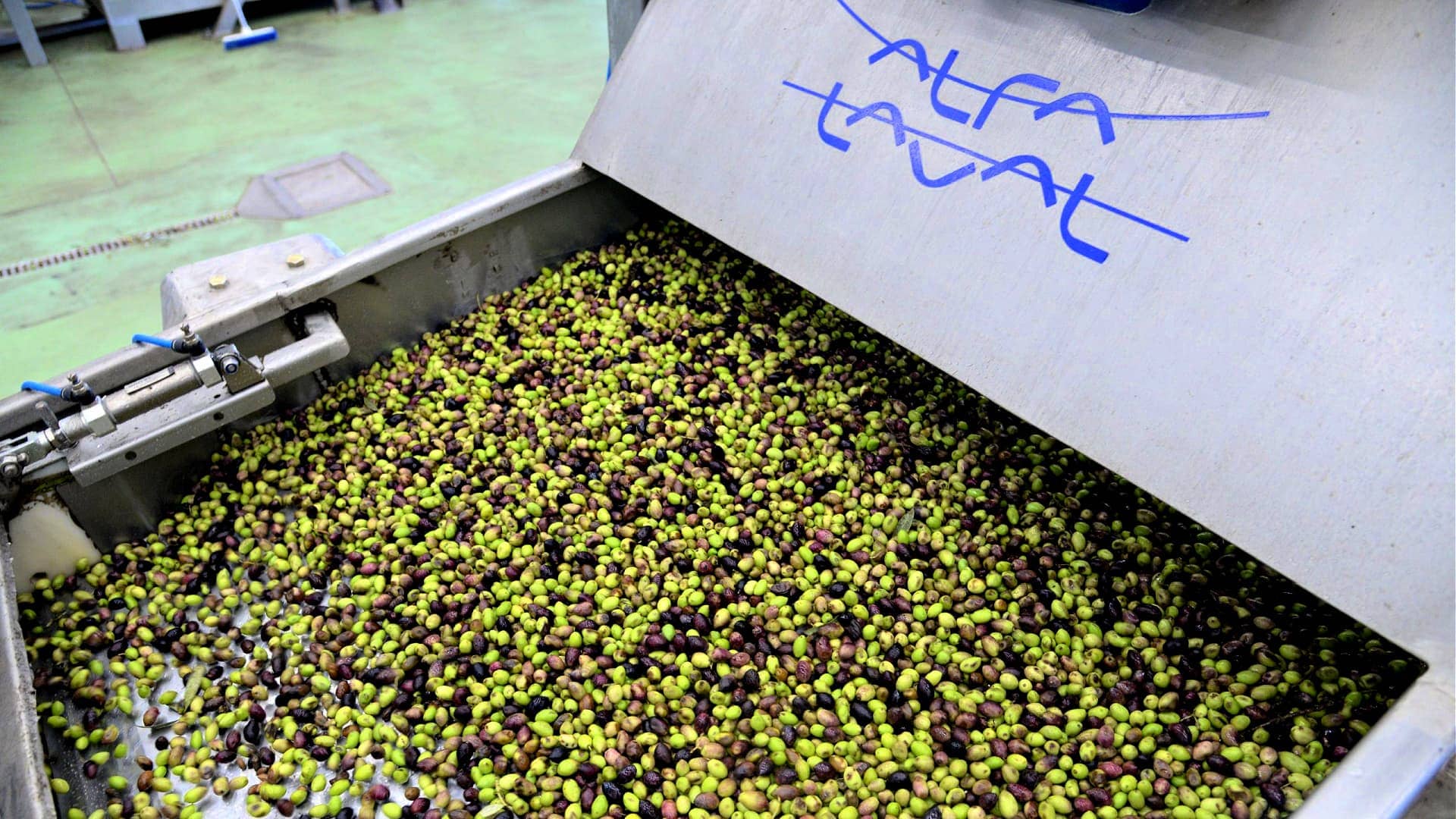 profils-la-meilleure-production-d-huiles-d'olive-la-crise-a-stimulé-l'huile-d'olive-spartiate-pour-forger-un-futur-plus-lumineux-temps-de-l'huile-d'olive