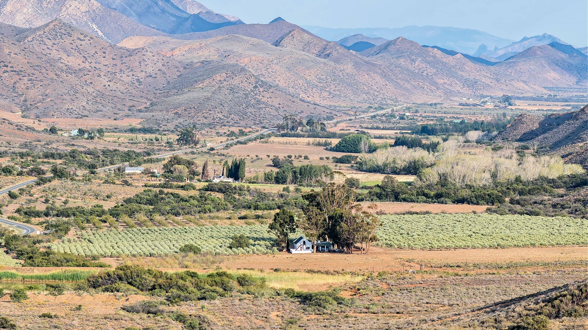afrika-naher-osten-produktionsunternehmen-sudafrikanische-produzenten-hoffen-auf-gewinnende-ernte-olivenol-zeiten