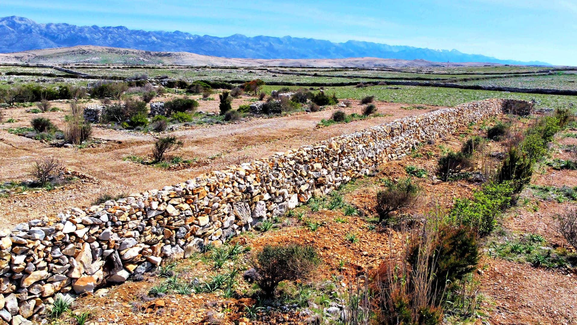 欧洲概况-商业保护-在-the-island-of-pag-with-dry-stone-walls-olive-oil-times